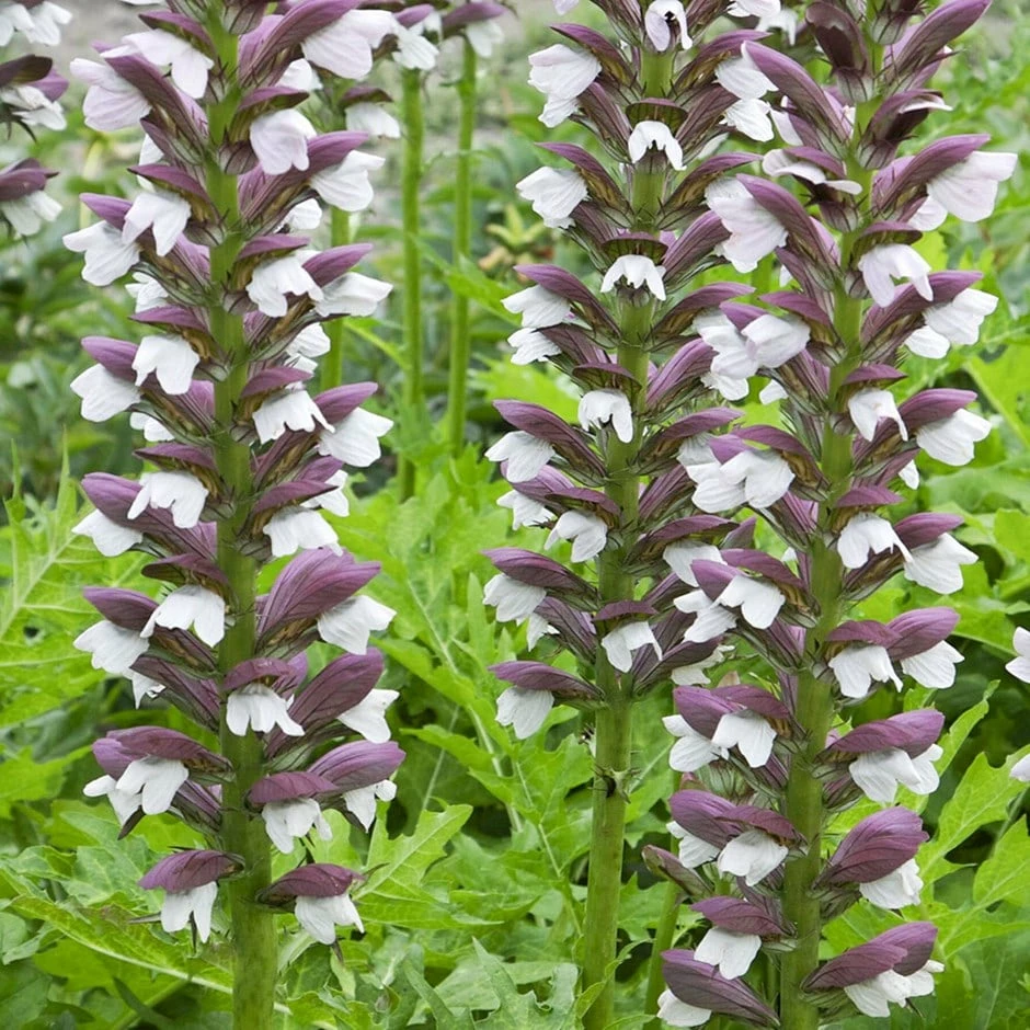 Acanthus Hungaricus 'White Lips' 3 Acanthus Hungaricus 'White Lips'