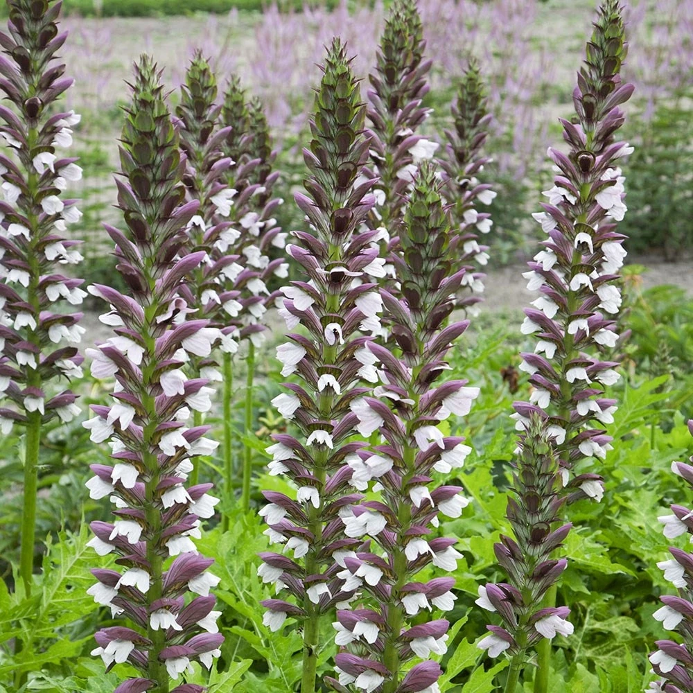Acanthus Hungaricus 'White Lips' 4 Acanthus Hungaricus 'White Lips' - Image 2