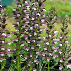 Acanthus Hungaricus 'White Lips' 8 Acanthus Hungaricus 'White Lips' -plant store pl2000045885 card3 lg