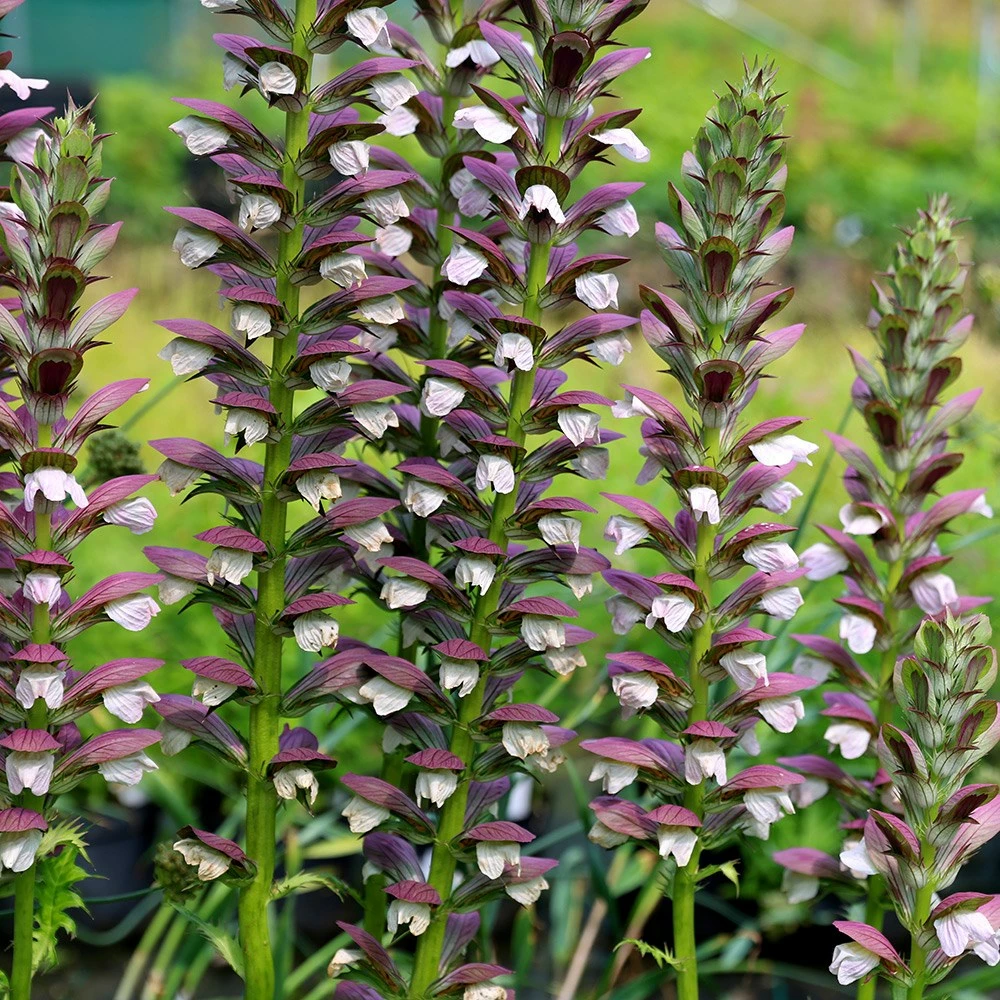 Acanthus Hungaricus 'White Lips' 5 Acanthus Hungaricus 'White Lips' - Image 3