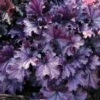 Heuchera Forever Purple ('Tnheufp') (PBR) (Forever Series) -plant store pl2000045894