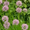 Allium Angulosum 'Summer Beauty' -plant store pl2000045940