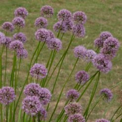 Allium Angulosum 'Summer Beauty' -plant store pl2000045940 card3 lg