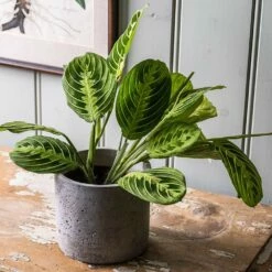 Maranta Leuconeura Var. Erythroneura 'Lemon Lime' 7 Maranta Leuconeura Var. Erythroneura 'Lemon Lime' -plant store pl2000046117 card3 lg