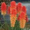 Kniphofia 'Poco Sunset' (Poco Series) -plant store pl2000046205