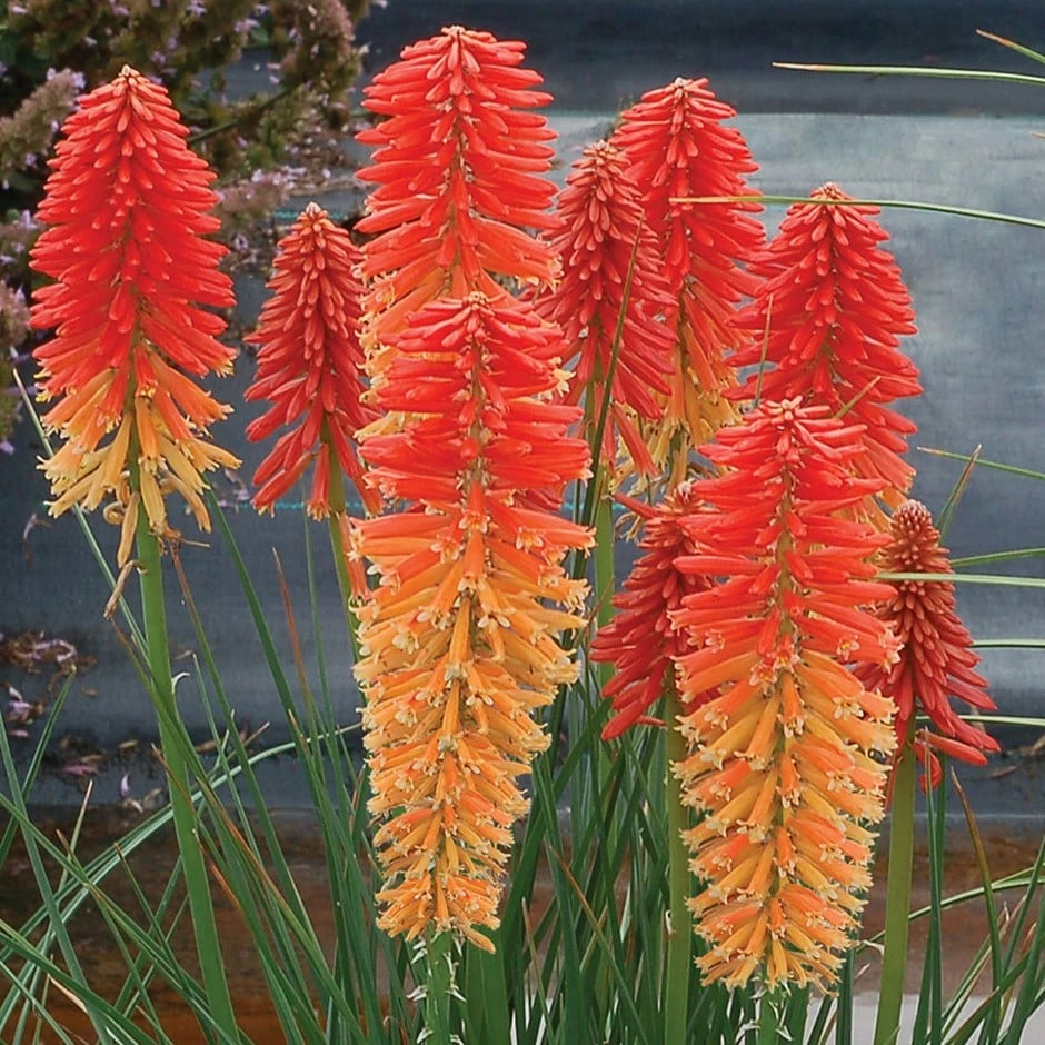 Kniphofia 'Poco Sunset' (Poco Series) 3 Kniphofia 'Poco Sunset' (Poco Series)