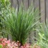 Dianella Revoluta Coolvista ('Allyn-Citation') (PBR) -plant store pl2000046251