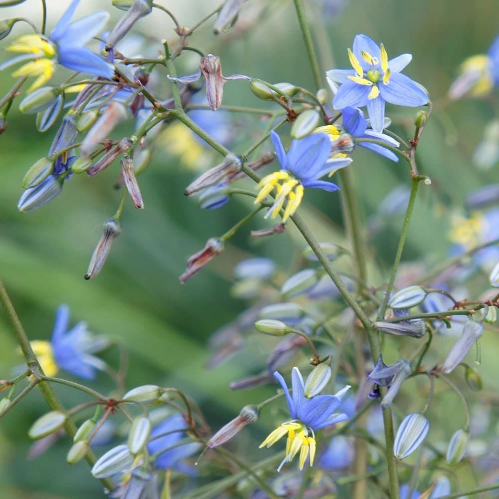 Dianella Revoluta Coolvista ('Allyn-Citation') (PBR) 4 Dianella Revoluta Coolvista ('Allyn-Citation') (PBR) - Image 2