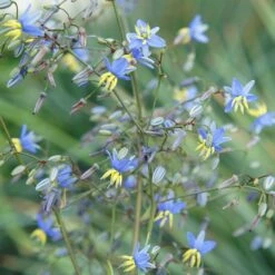 Dianella Revoluta Coolvista ('Allyn-Citation') (PBR) 7 Dianella Revoluta Coolvista ('Allyn-Citation') (PBR) -plant store pl2000046251 card3 lg