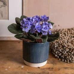 Saintpaulia 'Light Blue'