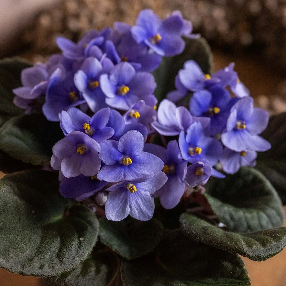 Saintpaulia 'Light Blue' 5 Saintpaulia 'Light Blue' - Image 3