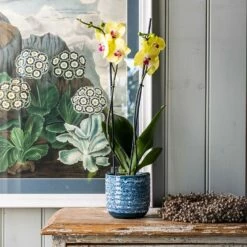 Phalaenopsis 'Miraflore'