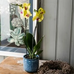 Phalaenopsis 'Miraflore' -plant store pl2000046337 card3 lg