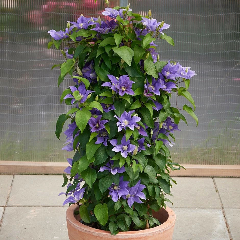 Clematis Olympia ('Evipo099') (PBR) (Boulevard Series) 3 Clematis Olympia ('Evipo099') (PBR) (Boulevard Series)
