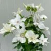 Clematis 'Guernsey Flute' 1 Clematis 'Guernsey Flute' -plant store pl2000046367