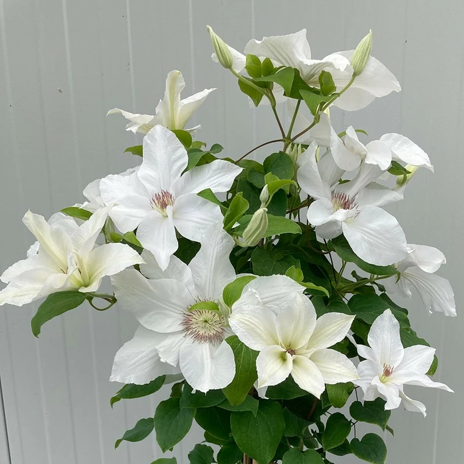 Clematis 'Guernsey Flute' 3 Clematis 'Guernsey Flute'