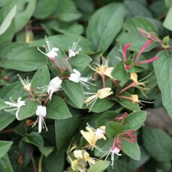 Lonicera Japonica 'Purpurea'