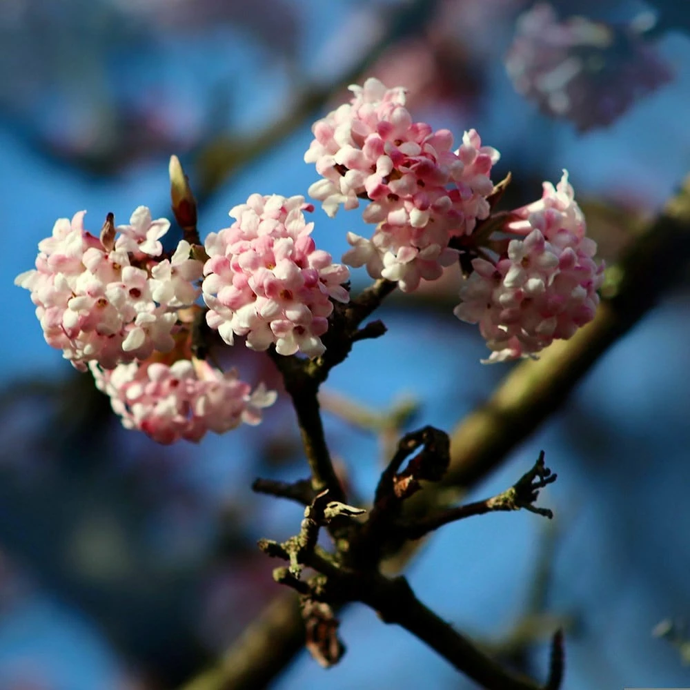 Viburnum Farreri 'December Dwarf' 4 Viburnum Farreri 'December Dwarf' - Image 2
