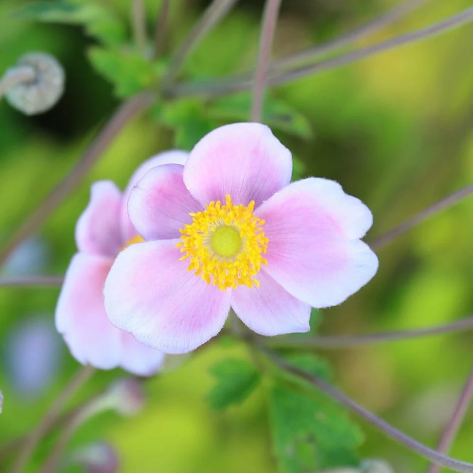 Anemone × Hybrida 'Loreley' 3 Anemone × Hybrida 'Loreley'