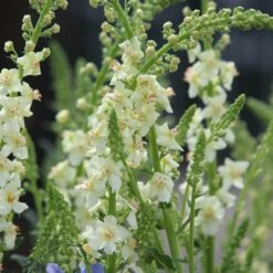 Verbascum 'Chantilly'