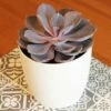 Echeveria 'Purple Pearl' (PBR) -plant store pl2000046571