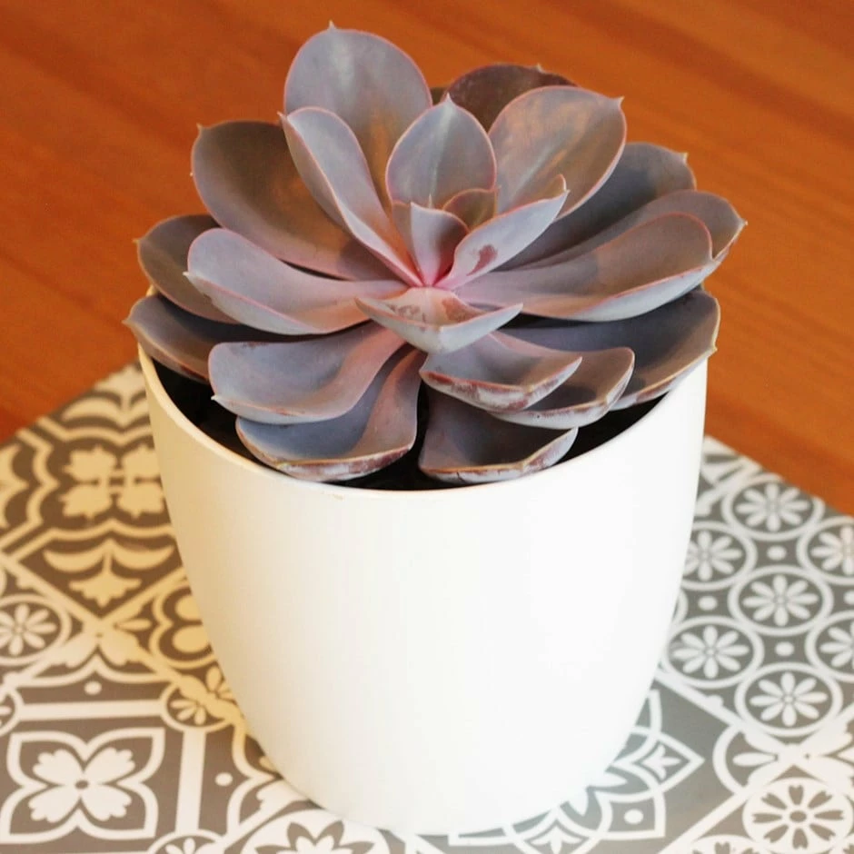 Echeveria 'Purple Pearl' (PBR) 3 Echeveria 'Purple Pearl' (PBR)