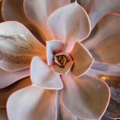 Echeveria 'Purple Pearl' (PBR) 5 Echeveria 'Purple Pearl' (PBR) -plant store pl2000046571 card2 lg