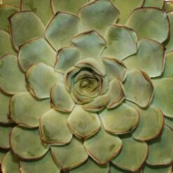 Echeveria Pulidonis 5 Echeveria Pulidonis -plant store pl2000046573 card2 lg