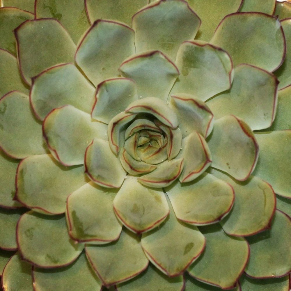 Echeveria Pulidonis 4 Echeveria Pulidonis - Image 2