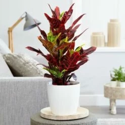 Codiaeum Variegatum Var. Pictum 'Excellent'