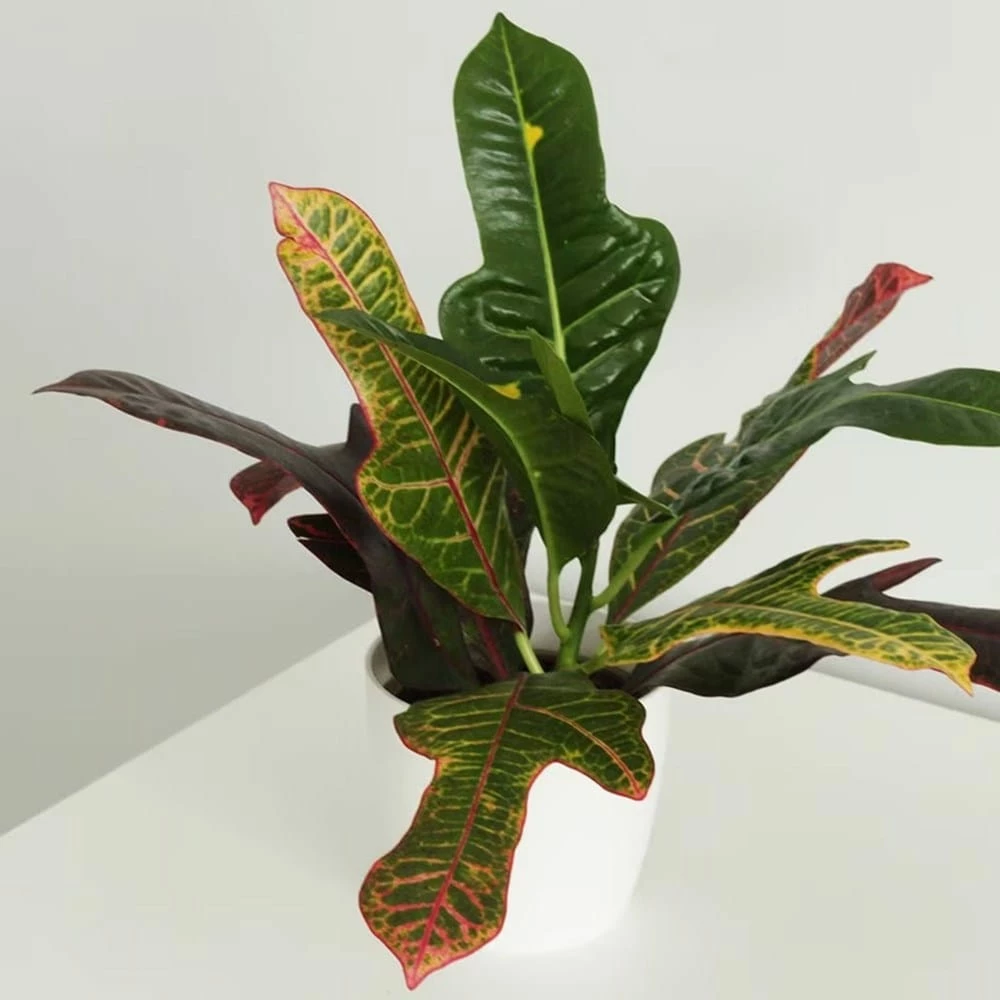 Codiaeum Variegatum Var. Pictum 'Excellent' 4 Codiaeum Variegatum Var. Pictum 'Excellent' - Image 2