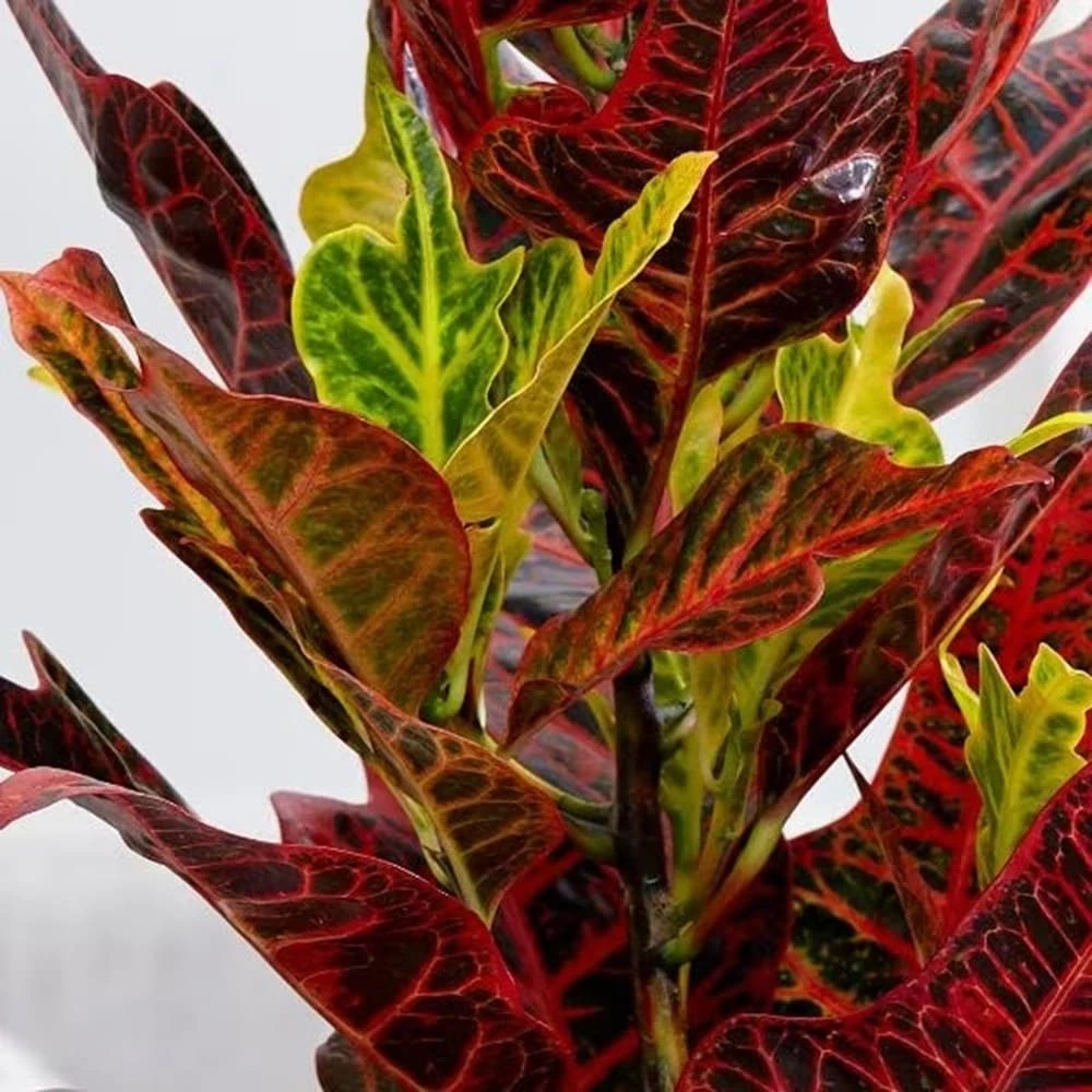 Codiaeum Variegatum Var. Pictum 'Excellent' 5 Codiaeum Variegatum Var. Pictum 'Excellent' - Image 3
