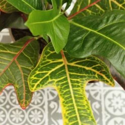 Codiaeum Variegatum Var. Pictum 'Excellent' 9 Codiaeum Variegatum Var. Pictum 'Excellent' -plant store pl2000046586 card4 lg