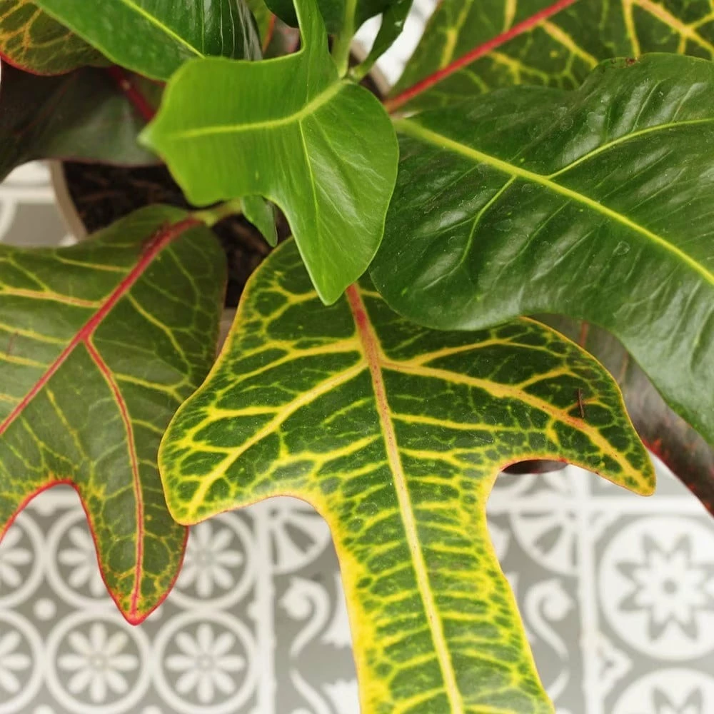 Codiaeum Variegatum Var. Pictum 'Excellent' 6 Codiaeum Variegatum Var. Pictum 'Excellent' - Image 4