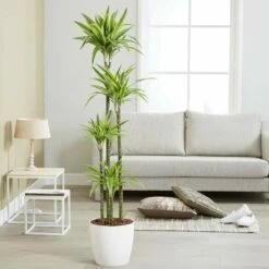 Dracaena Fragrans (Deremensis Group) 'Lemon Lime' -plant store pl2000046605 card3 lg