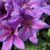 Clematis Tumaini ('Evigsy151') (PBR) -plant store pl2000046633