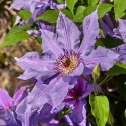 Clematis Tumaini ('Evigsy151') (PBR) 9 Clematis Tumaini ('Evigsy151') (PBR) -plant store pl2000046633 card3 lg