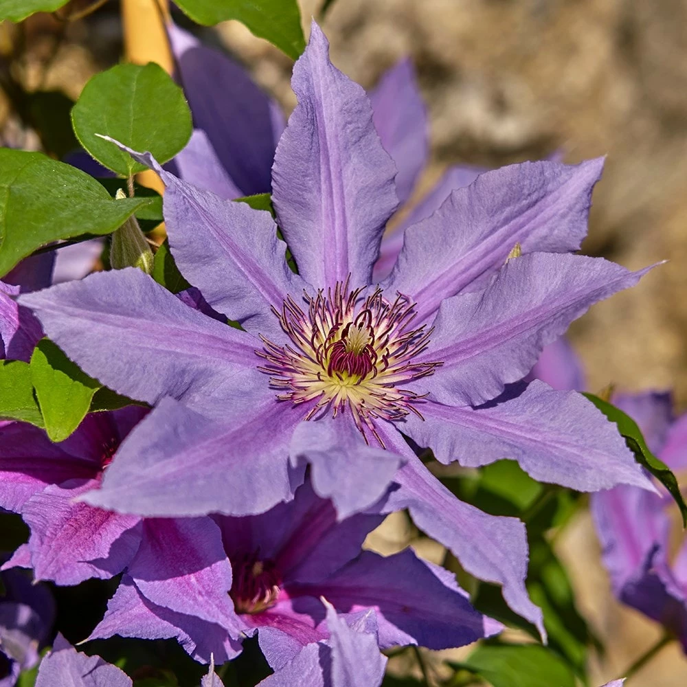 Clematis Tumaini ('Evigsy151') (PBR) 6 Clematis Tumaini ('Evigsy151') (PBR) - Image 4