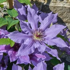Clematis Tumaini ('Evigsy151') (PBR) 11 Clematis Tumaini ('Evigsy151') (PBR) -plant store pl2000046633 card5 lg