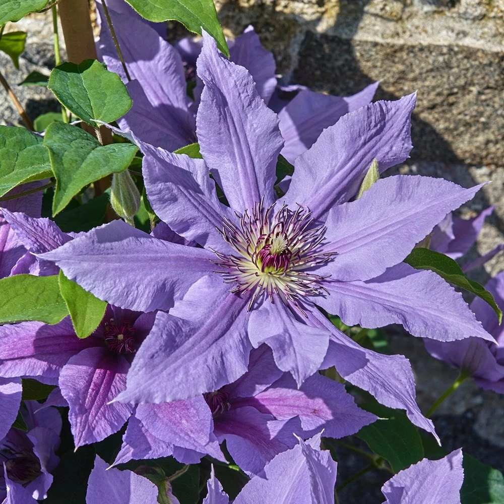 Clematis Tumaini ('Evigsy151') (PBR) 7 Clematis Tumaini ('Evigsy151') (PBR) - Image 5