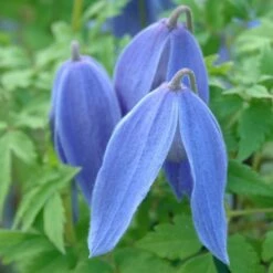 Clematis 'Bredon Blue'