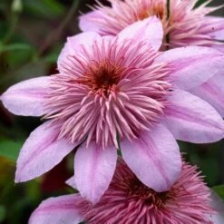 Clematis Empress ('Evipo011') (PBR)