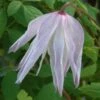 Clematis 'Albina Plena' -plant store pl2000046637
