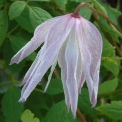 Clematis 'Albina Plena'