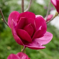 Magnolia 'Emperor' (PBR) -plant store pl2000046655 card2 lg