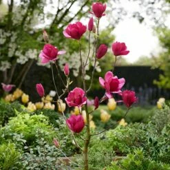 Magnolia 'Emperor' (PBR) -plant store pl2000046655 card3 lg