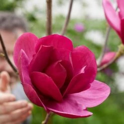 Magnolia 'Emperor' (PBR) -plant store pl2000046655 card4 lg