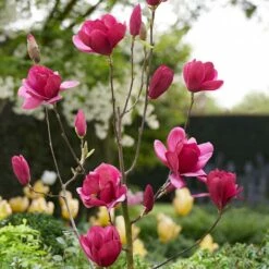 Magnolia 'Emperor' (PBR) -plant store pl2000046655 card5 lg