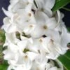 Daphne Perfume Princess White (’Dapjur02’) (PBR) 1 Daphne Perfume Princess White (’Dapjur02’) (PBR) -plant store pl2000046712
