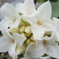 Daphne Perfume Princess White (’Dapjur02’) (PBR) 5 Daphne Perfume Princess White (’Dapjur02’) (PBR) -plant store pl2000046712 card2 lg